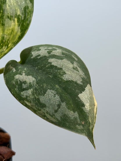 スキンダプサス バクダパティ / Scindapsus bakudapati (5)