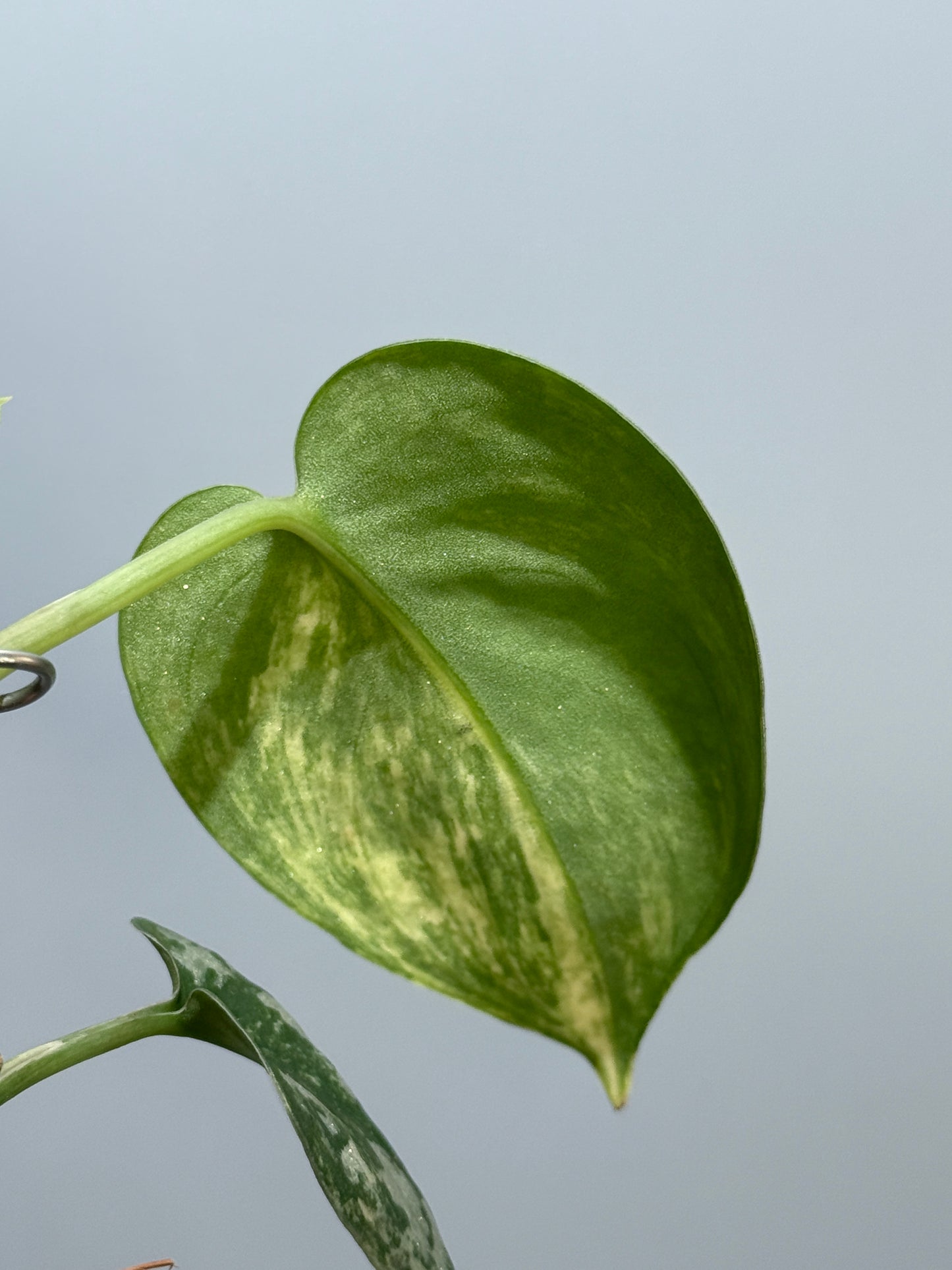 スキンダプサス バクダパティ / Scindapsus bakudapati (5)