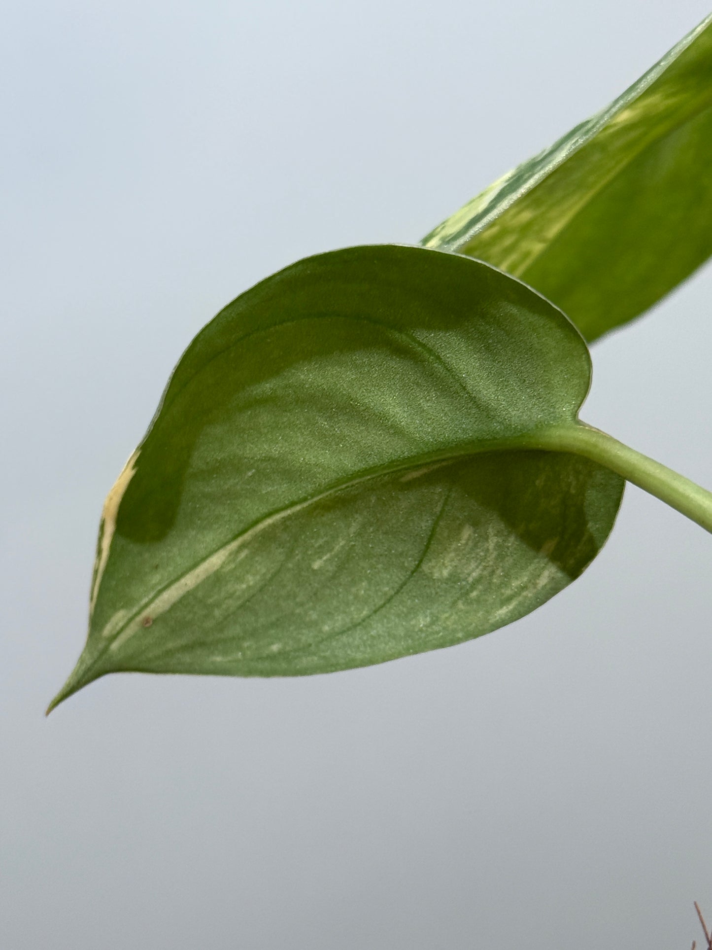 スキンダプサス バクダパティ / Scindapsus bakudapati (5)