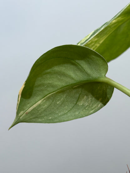 スキンダプサス バクダパティ / Scindapsus bakudapati (5)