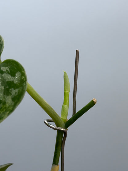 スキンダプサス バクダパティ / Scindapsus bakudapati (5)