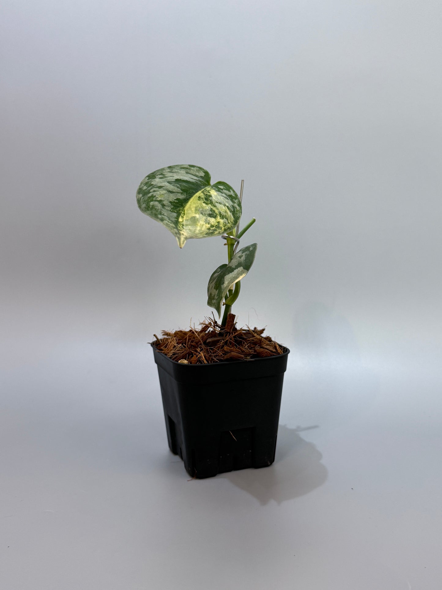 スキンダプサス バクダパティ / Scindapsus bakudapati (5)