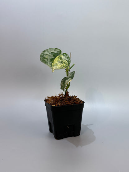 スキンダプサス バクダパティ / Scindapsus bakudapati (5)