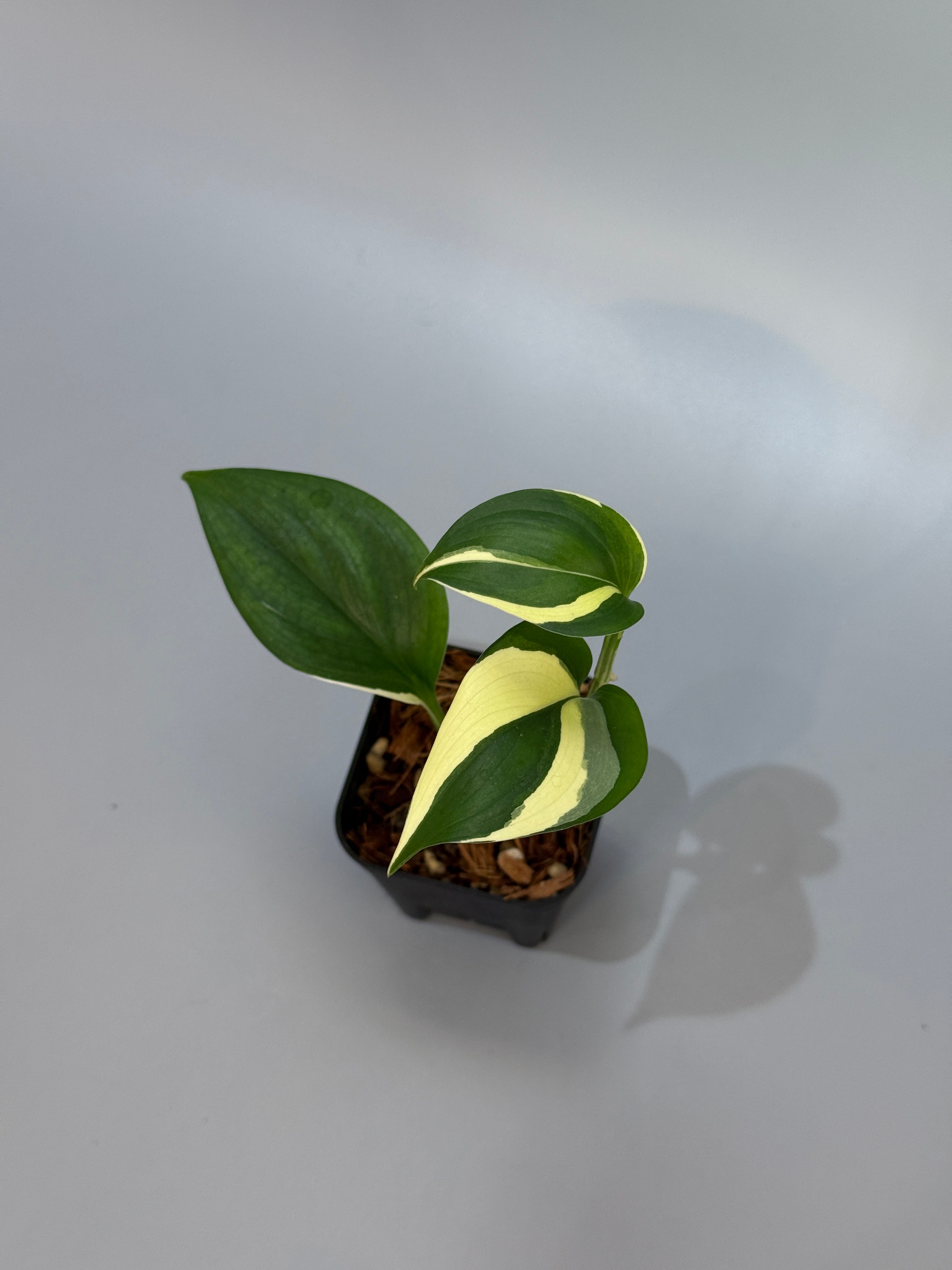 All Plants – Page 2 – Nakayama-Plants