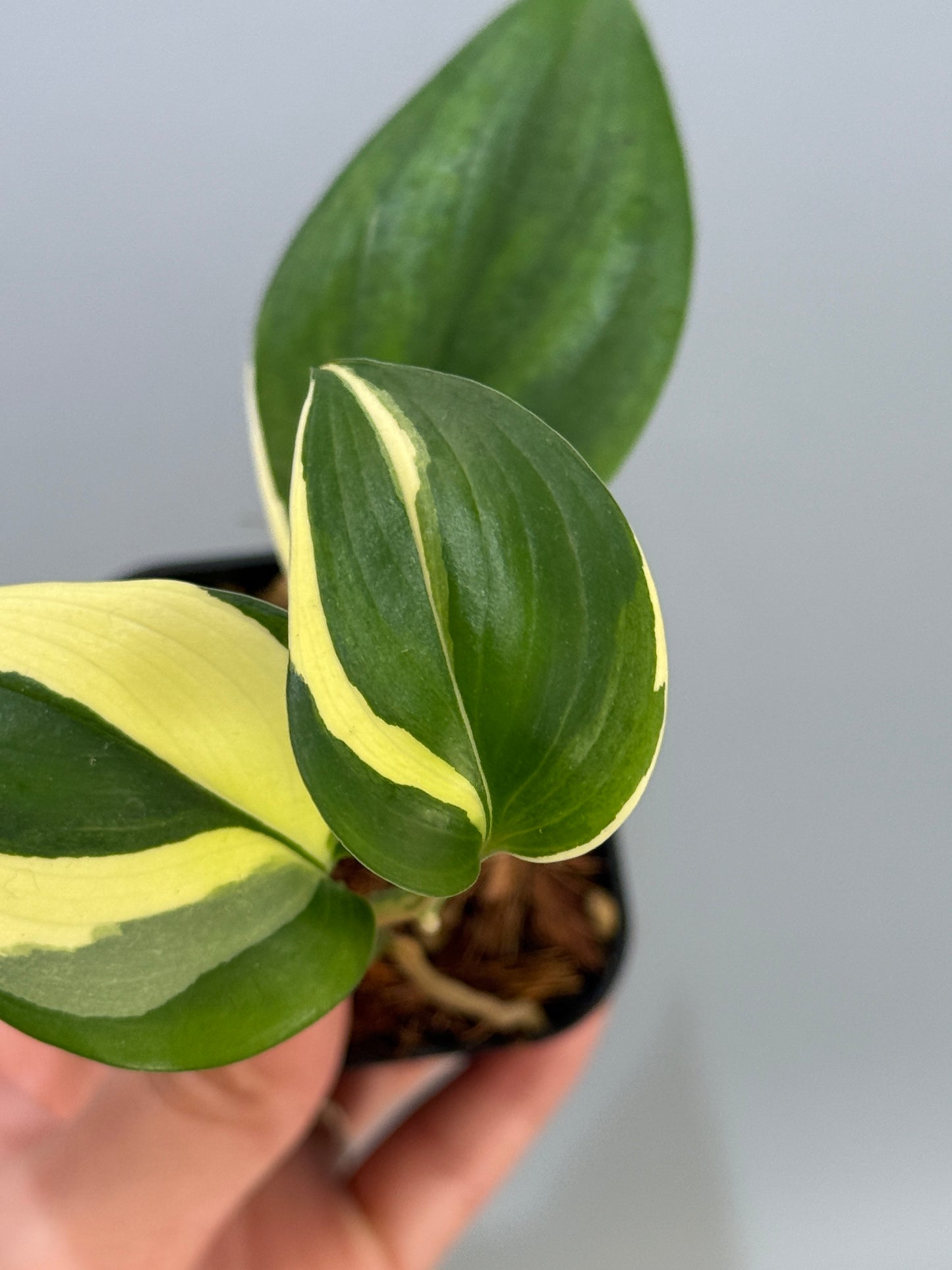 スキンダプサス ブルーアルボ  / Scindapsus Blue albo (4)