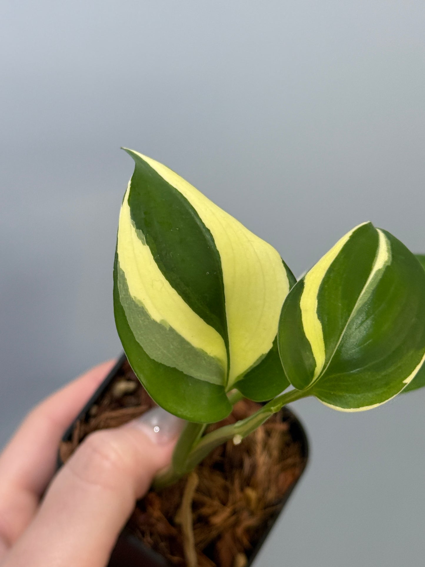 スキンダプサス ブルーアルボ  / Scindapsus Blue albo (4)