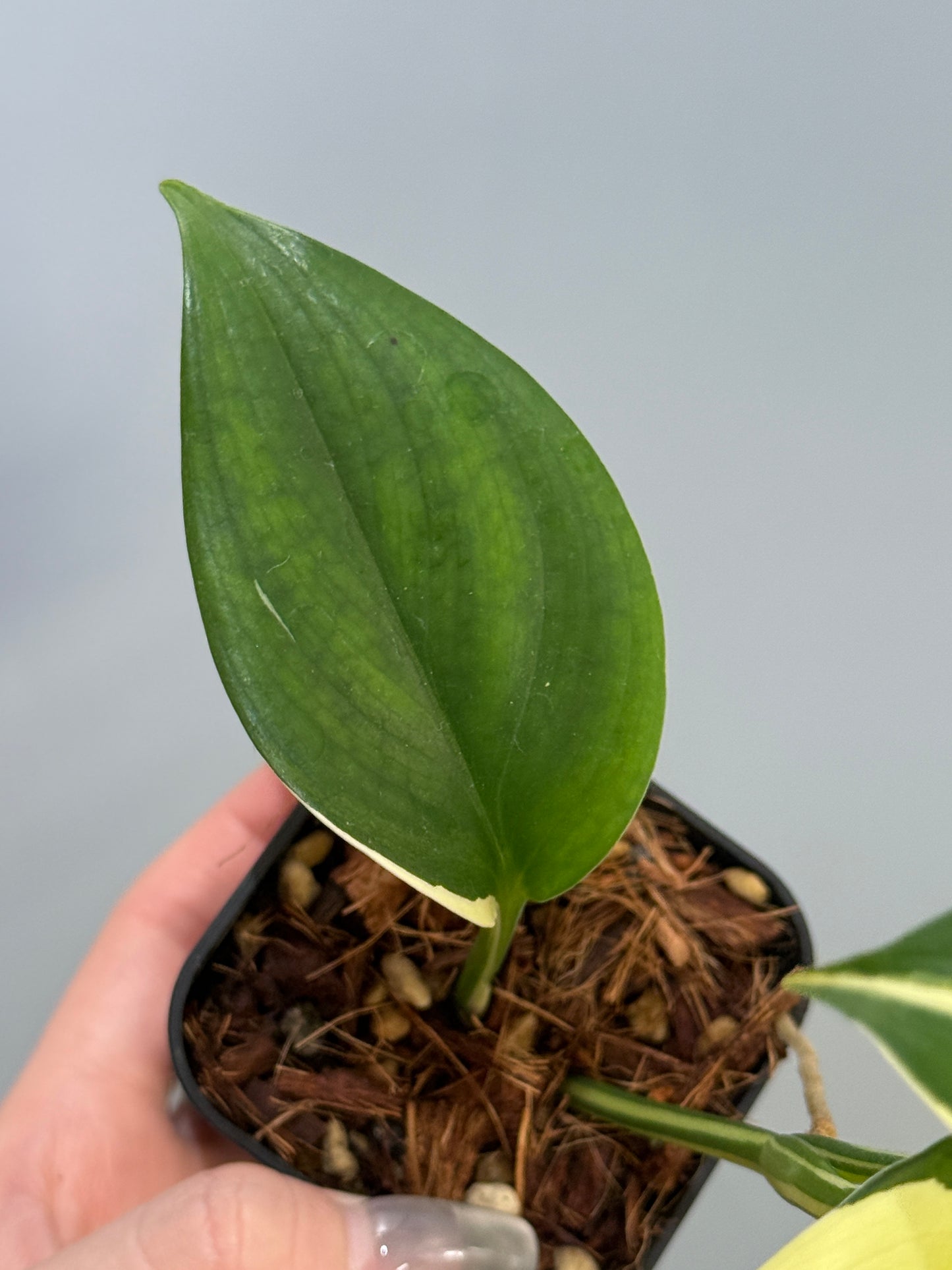 スキンダプサス ブルーアルボ  / Scindapsus Blue albo (4)