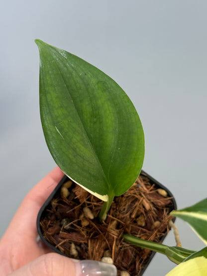 スキンダプサス ブルーアルボ  / Scindapsus Blue albo (4)