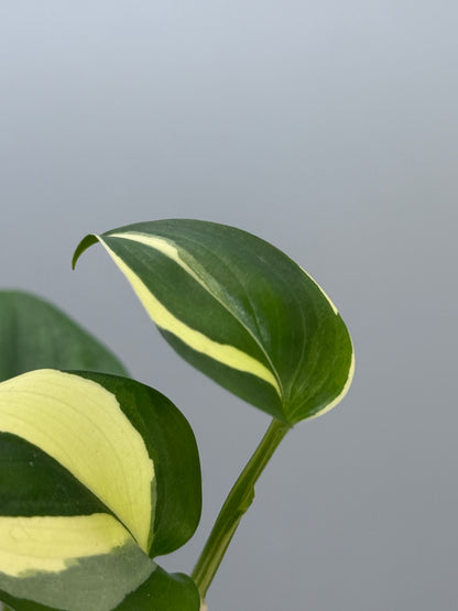 スキンダプサス ブルーアルボ  / Scindapsus Blue albo (4)