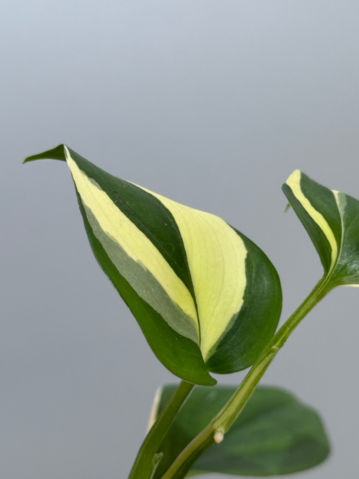 スキンダプサス ブルーアルボ  / Scindapsus Blue albo (4)