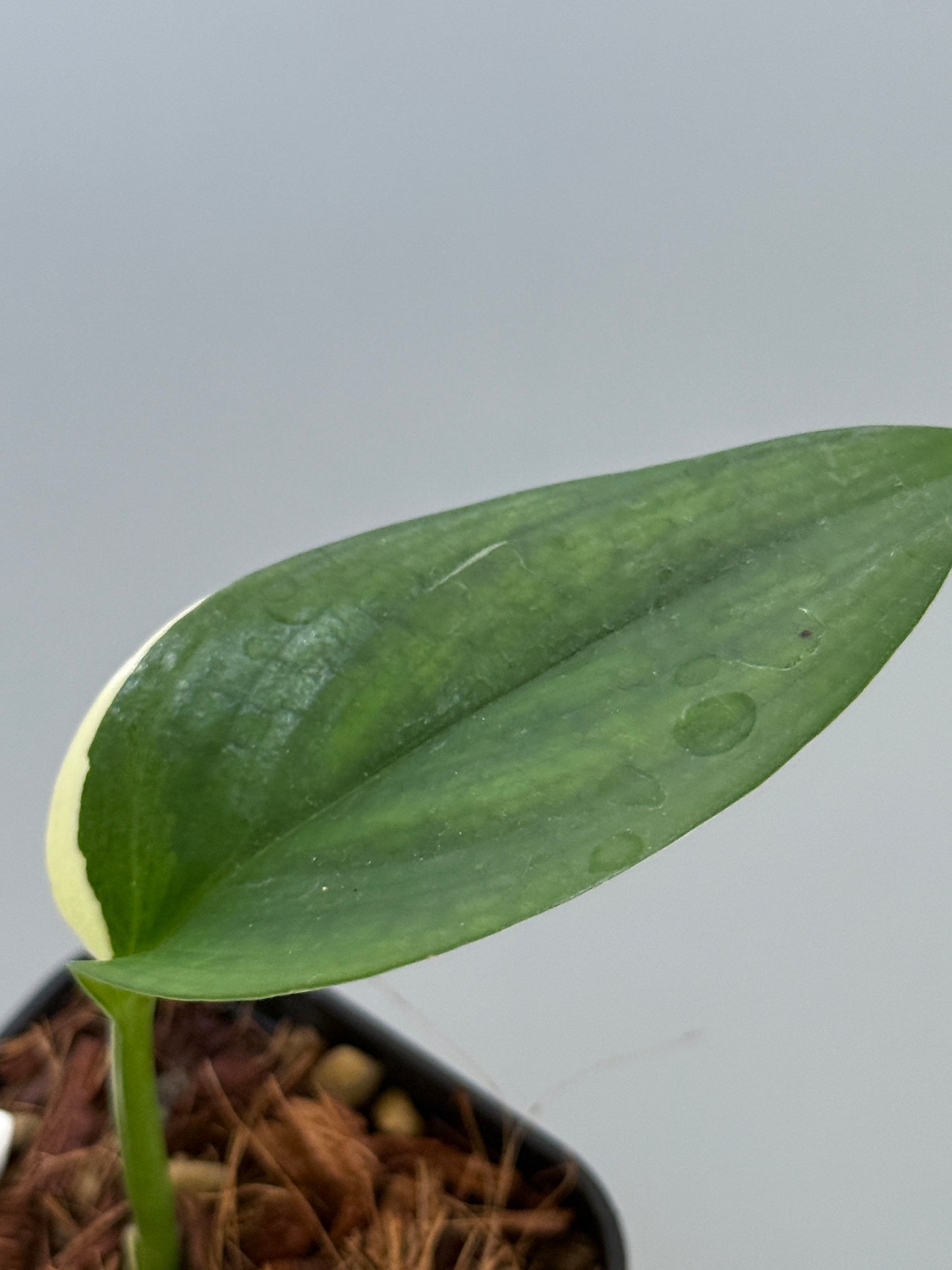 スキンダプサス ブルーアルボ  / Scindapsus Blue albo (4)