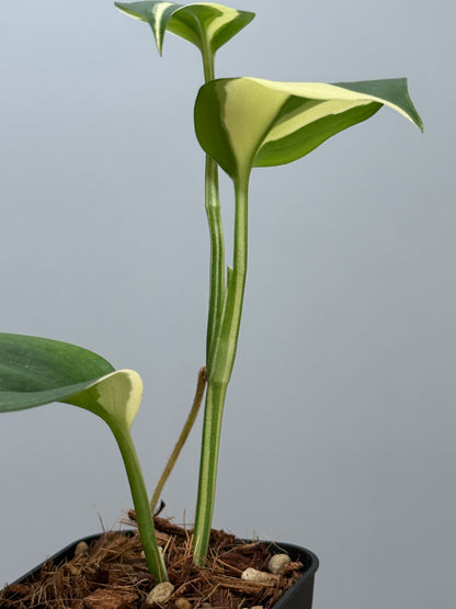 スキンダプサス ブルーアルボ  / Scindapsus Blue albo (4)