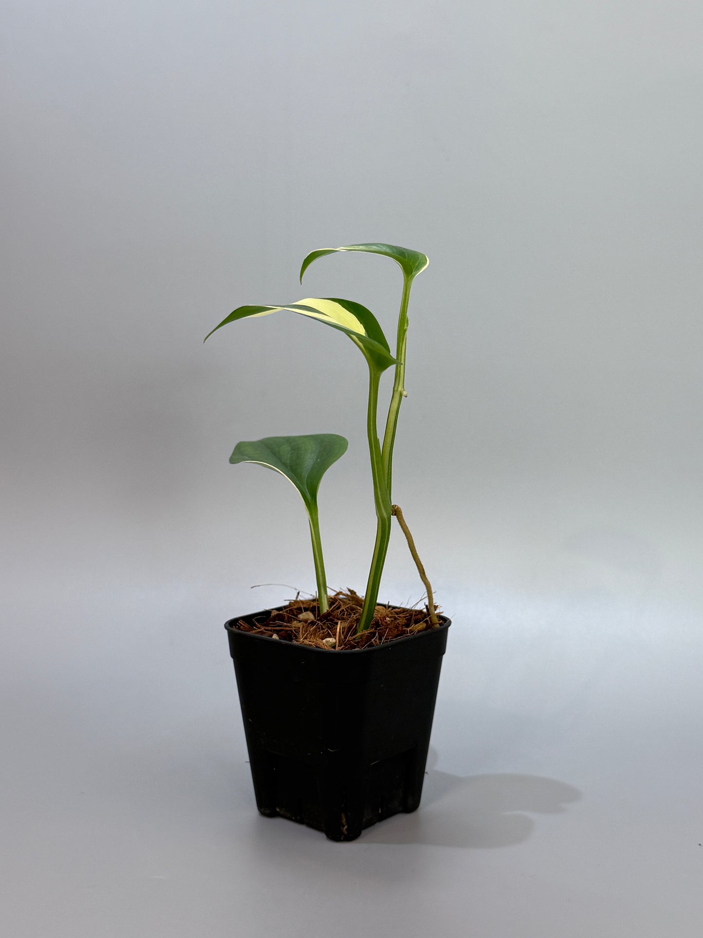 スキンダプサス ブルーアルボ  / Scindapsus Blue albo (4)