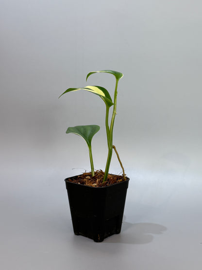 スキンダプサス ブルーアルボ  / Scindapsus Blue albo (4)