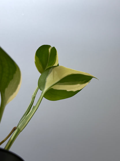 スキンダプサス ブルーアルボ  / Scindapsus Blue albo (4)