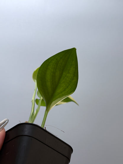 スキンダプサス ブルーアルボ  / Scindapsus Blue albo (4)