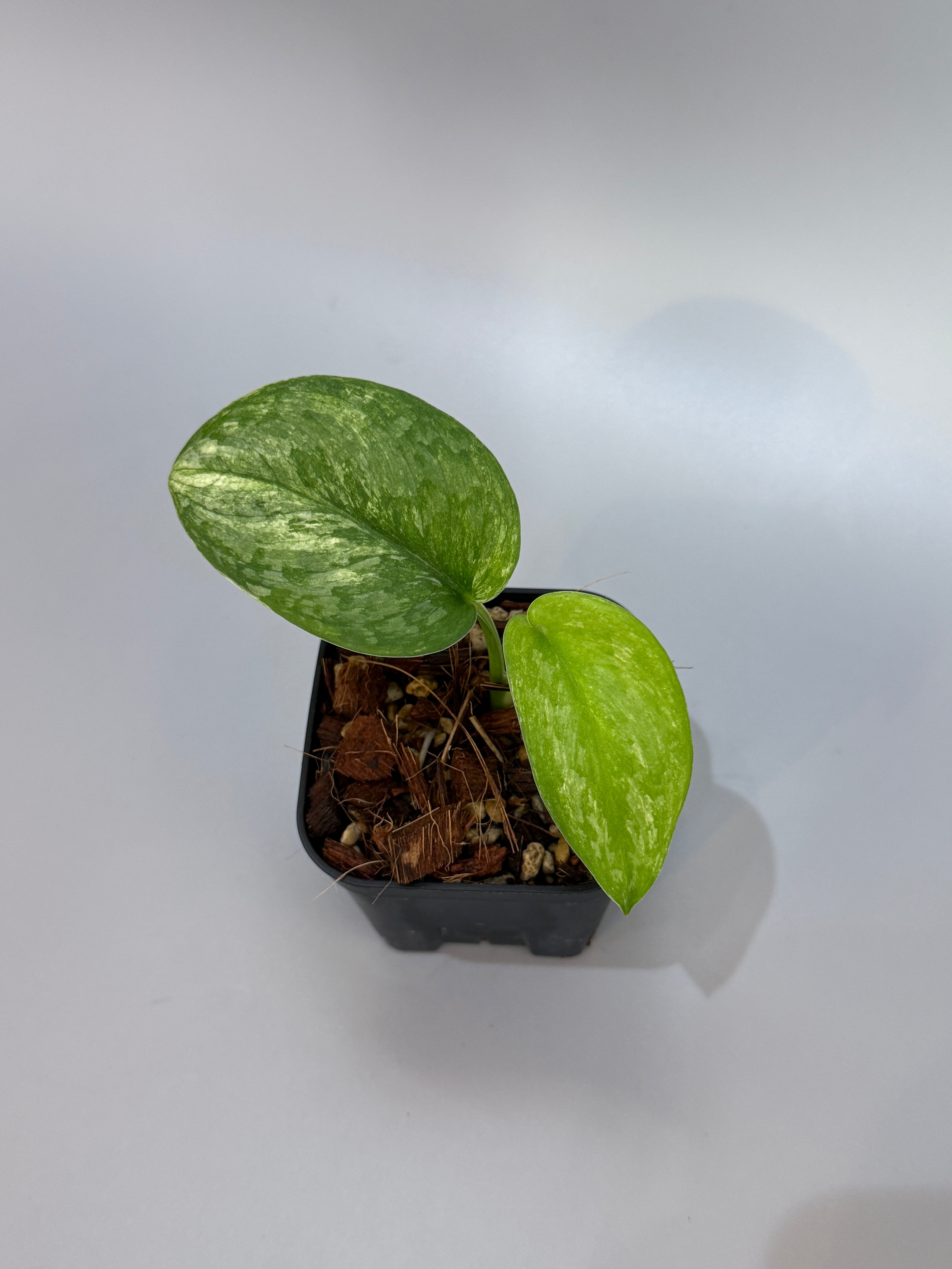 スキンダプサス バクダパティ斑入り　c1 スワーナブミB級品のおまけ付き スキンダプサス バクダパティ斑入り c1 スワーナブミB級品のおまけ付き