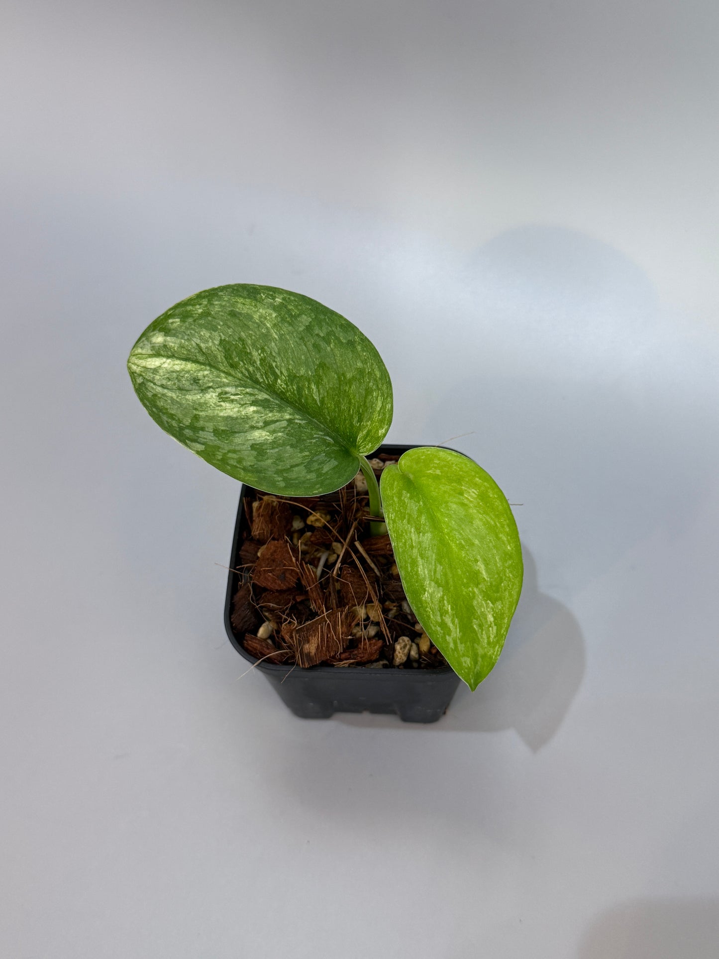 スキンダプサス エキゾチカ オーレア  / Scindapsus exotica aurea (2)