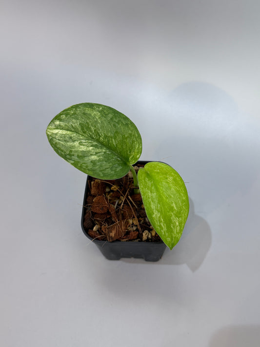 スキンダプサス エキゾチカ オーレア  / Scindapsus exotica aurea (2)