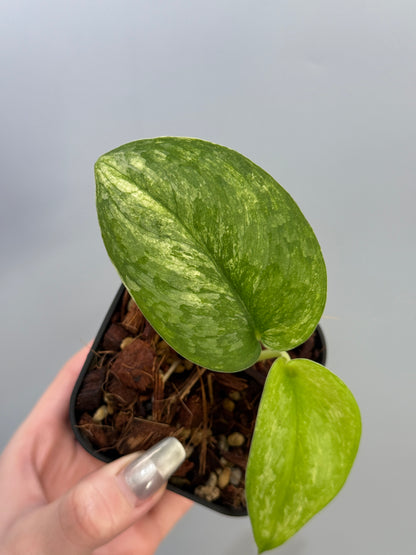 スキンダプサス エキゾチカ オーレア  / Scindapsus exotica aurea (2)