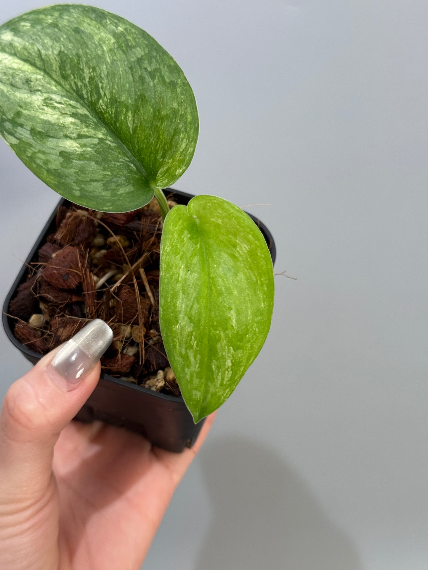 スキンダプサス エキゾチカ オーレア  / Scindapsus exotica aurea (2)