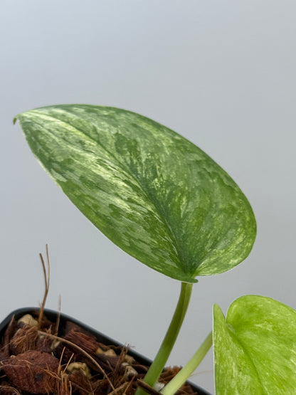 スキンダプサス エキゾチカ オーレア  / Scindapsus exotica aurea (2)