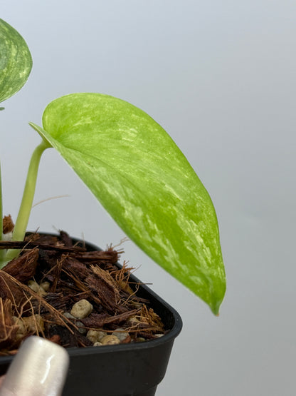 スキンダプサス エキゾチカ オーレア  / Scindapsus exotica aurea (2)