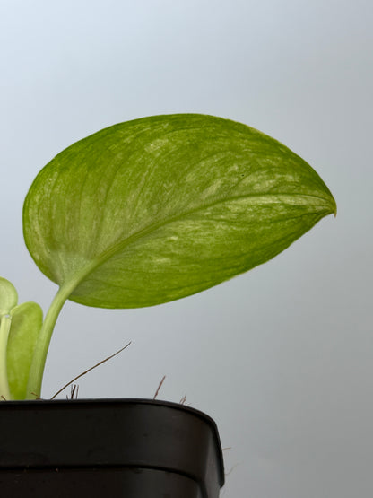 スキンダプサス エキゾチカ オーレア  / Scindapsus exotica aurea (2)