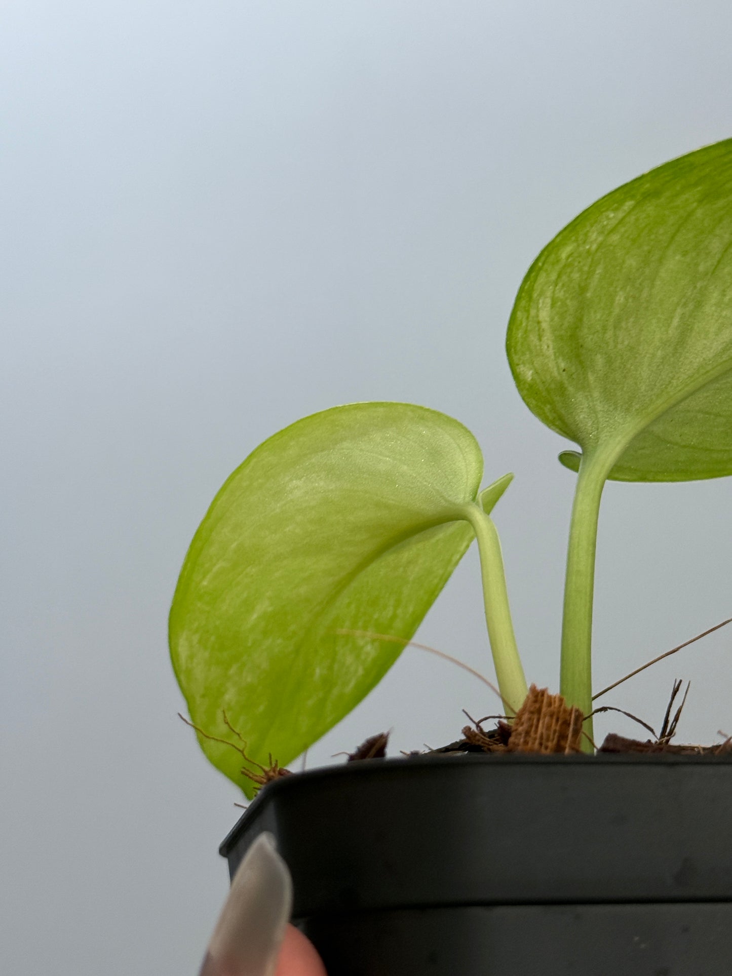 スキンダプサス エキゾチカ オーレア  / Scindapsus exotica aurea (2)