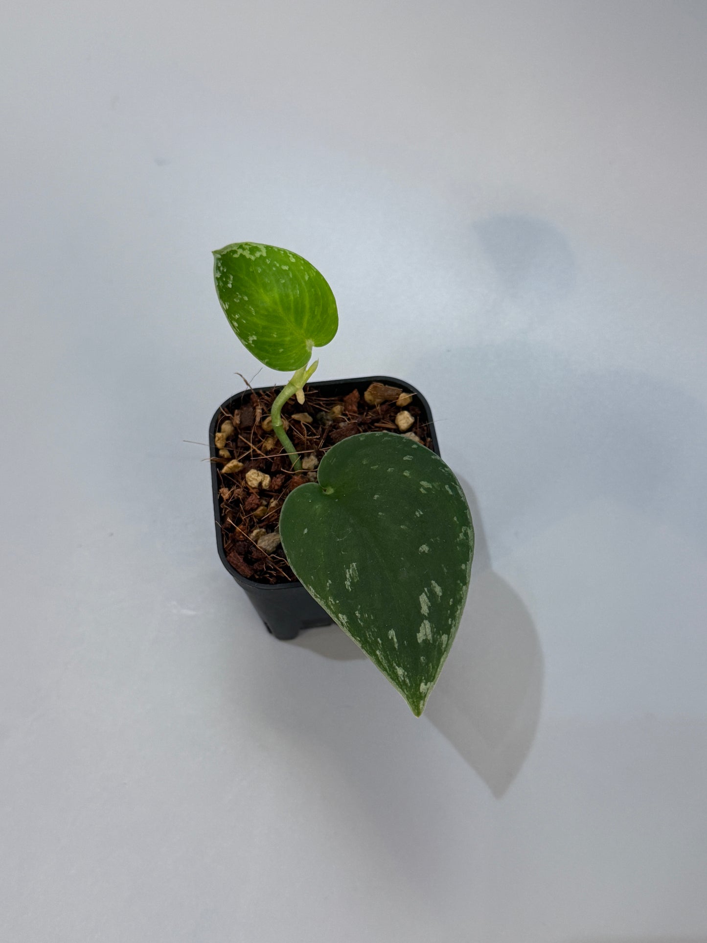 スキンダプサス ダークサテン sp.ボルネオ / Scindapsus darksatin sp.borneo (1)