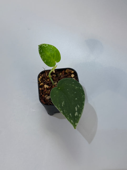 スキンダプサス ダークサテン sp.ボルネオ / Scindapsus darksatin sp.borneo (1)