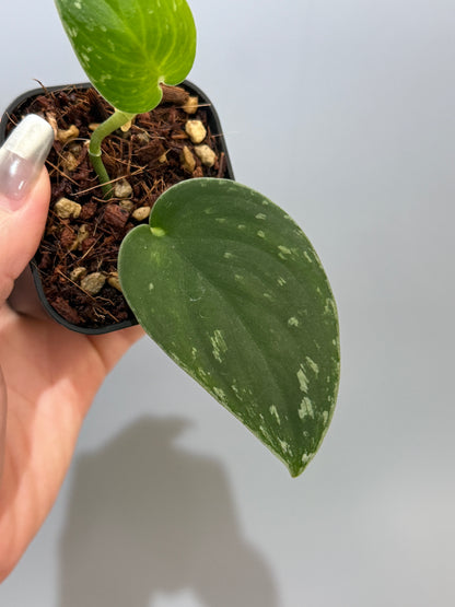 スキンダプサス ダークサテン sp.ボルネオ / Scindapsus darksatin sp.borneo (1)