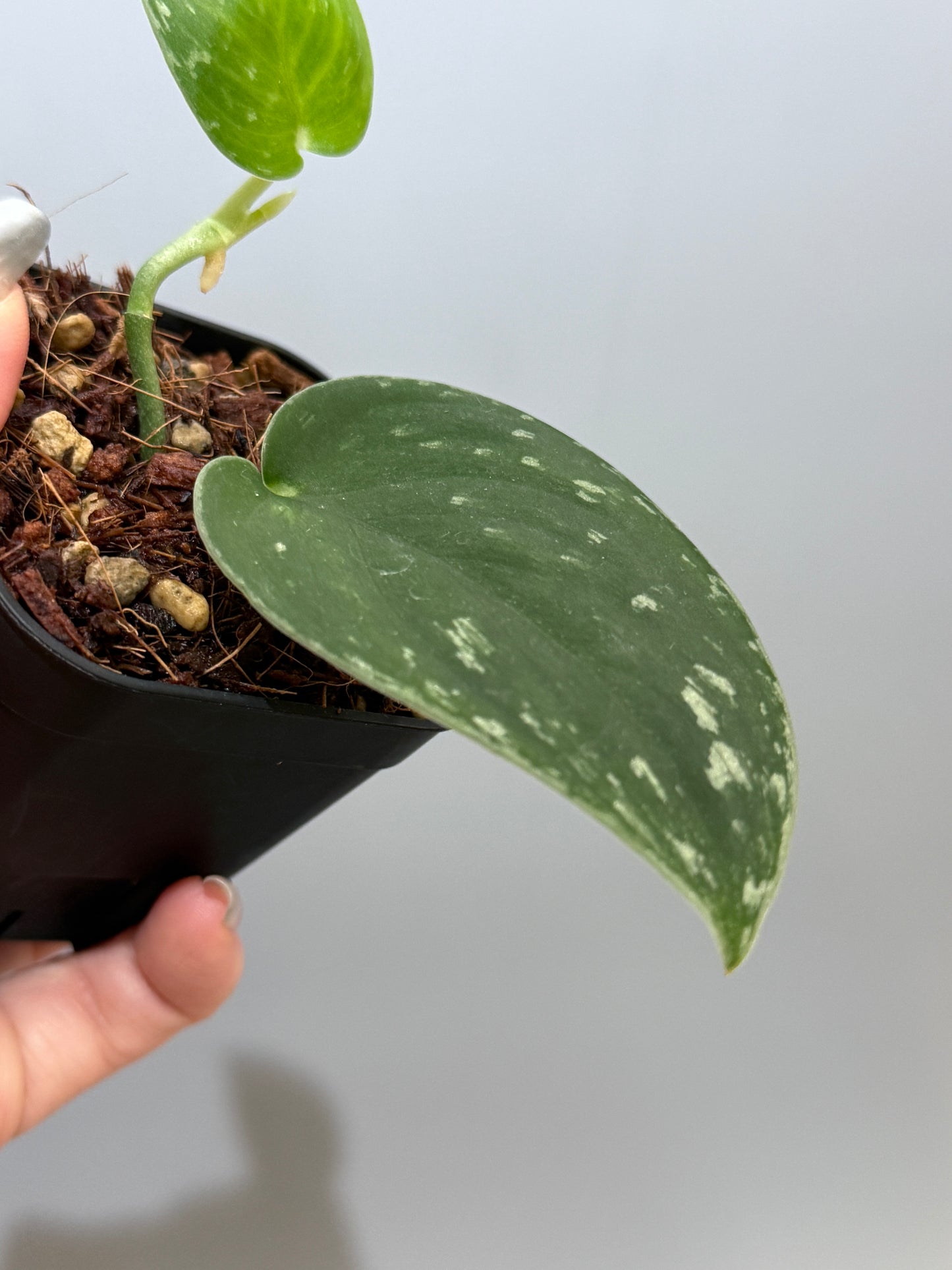 スキンダプサス ダークサテン sp.ボルネオ / Scindapsus darksatin sp.borneo (1)