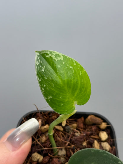 スキンダプサス ダークサテン sp.ボルネオ / Scindapsus darksatin sp.borneo (1)