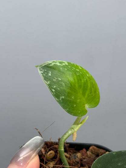 スキンダプサス ダークサテン sp.ボルネオ / Scindapsus darksatin sp.borneo (1)