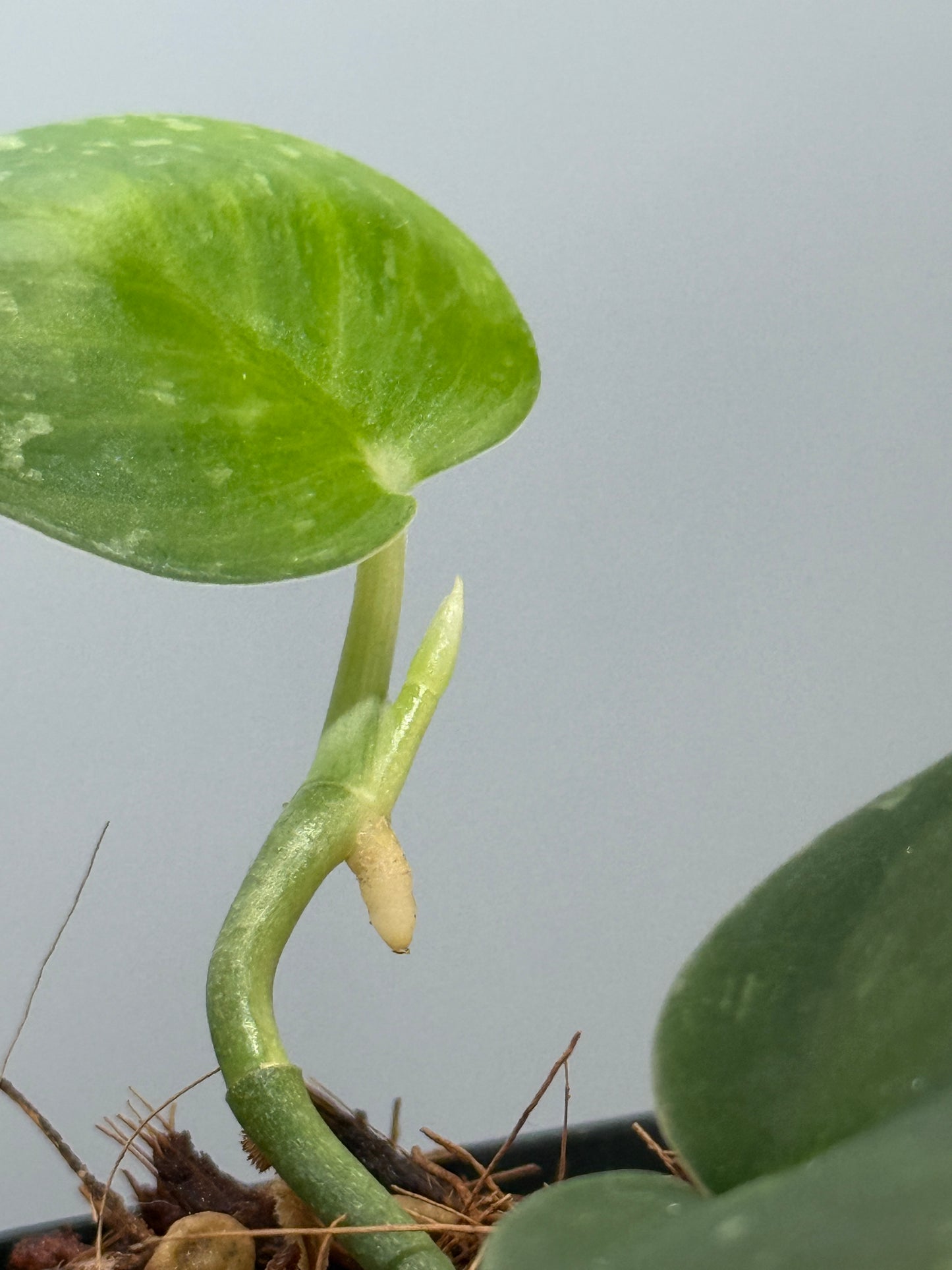 スキンダプサス ダークサテン sp.ボルネオ / Scindapsus darksatin sp.borneo (1)