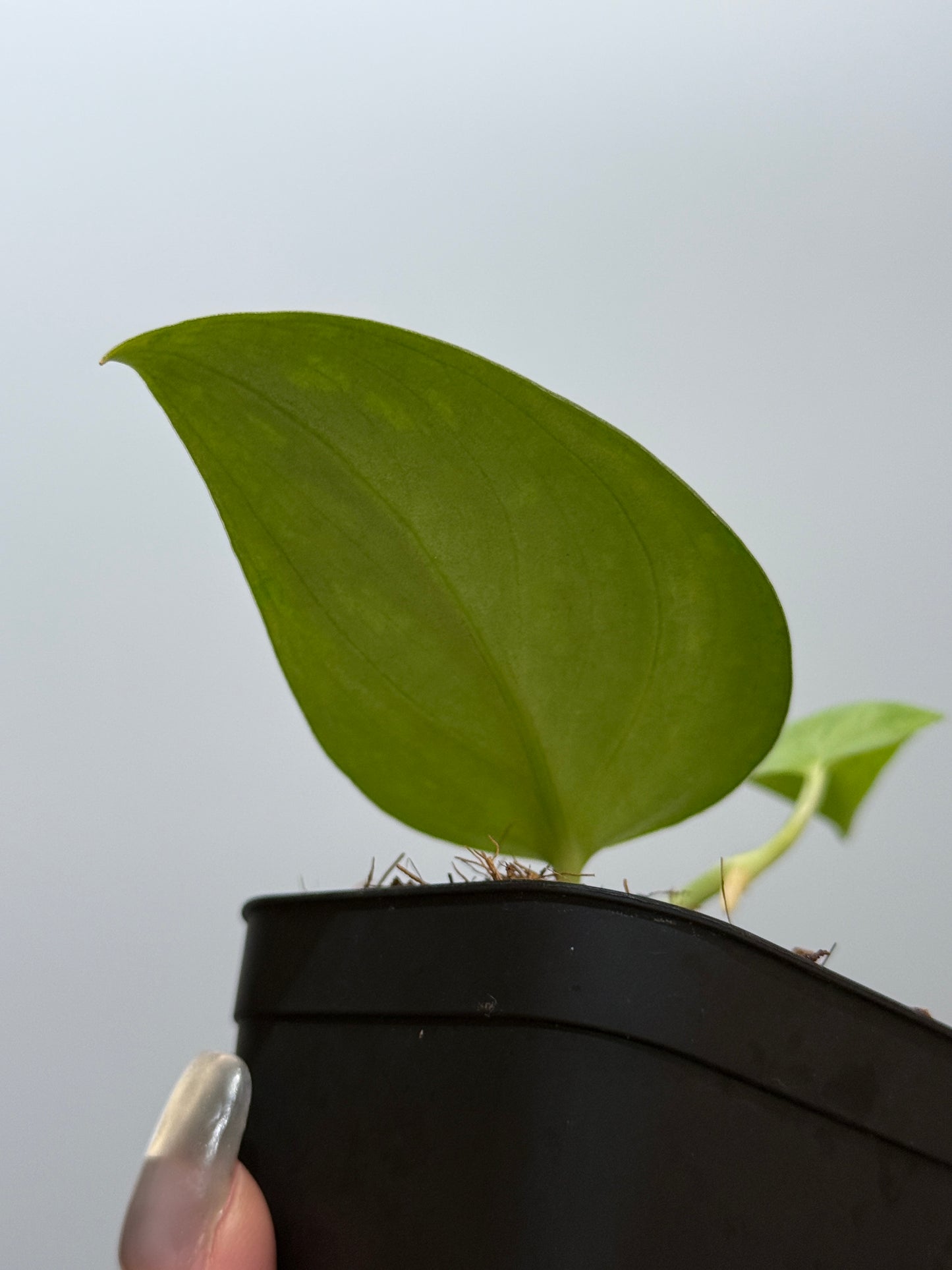 スキンダプサス ダークサテン sp.ボルネオ / Scindapsus darksatin sp.borneo (1)