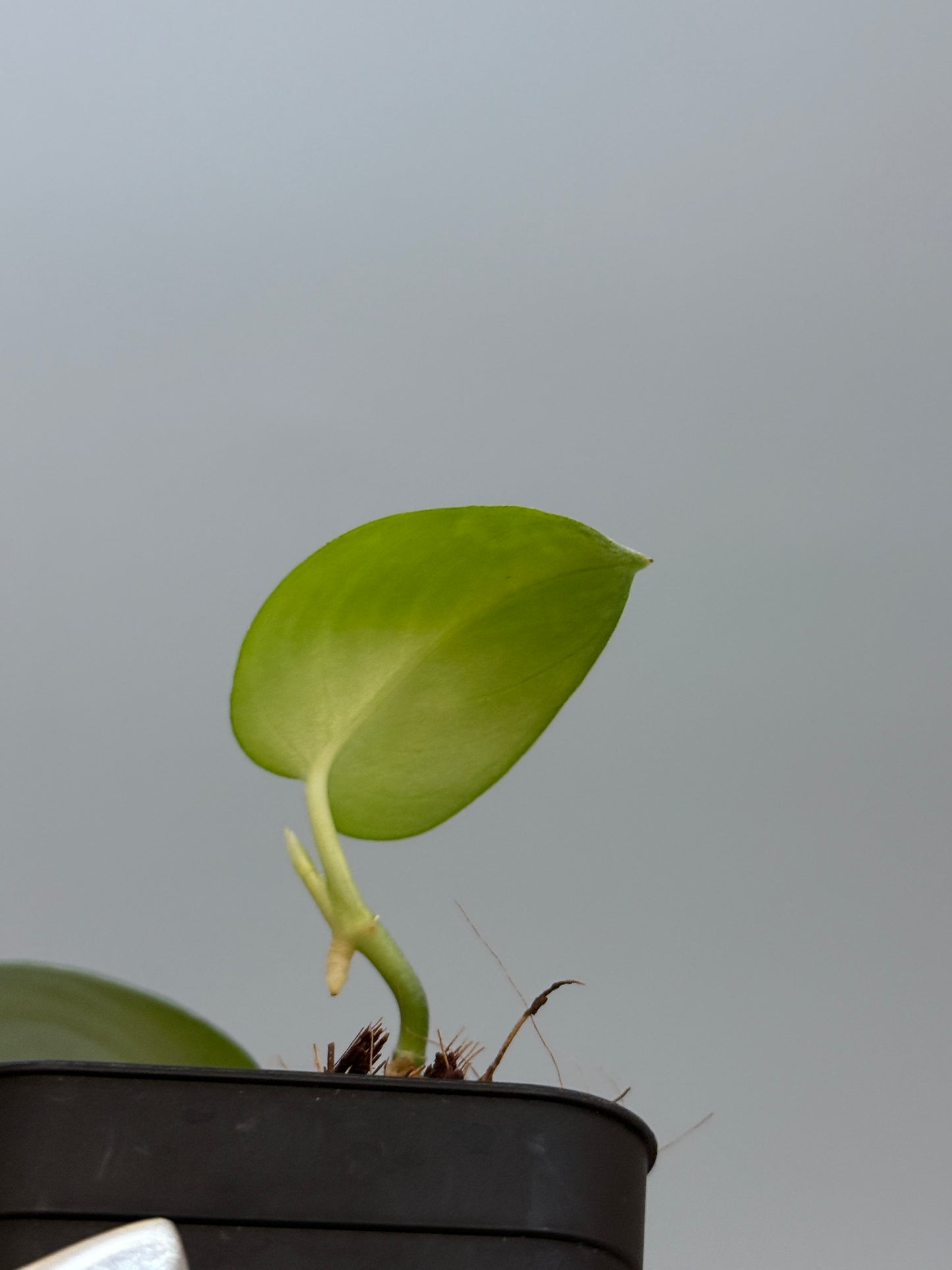 スキンダプサス ダークサテン sp.ボルネオ / Scindapsus darksatin sp.borneo (1)