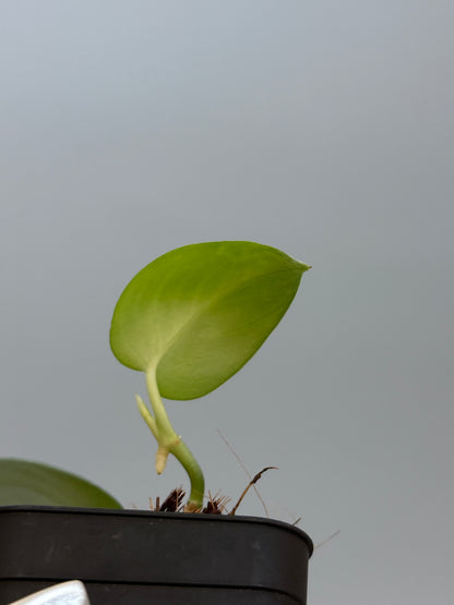 スキンダプサス ダークサテン sp.ボルネオ / Scindapsus darksatin sp.borneo (1)