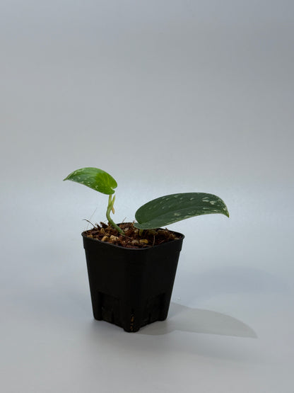 スキンダプサス ダークサテン sp.ボルネオ / Scindapsus darksatin sp.borneo (1)