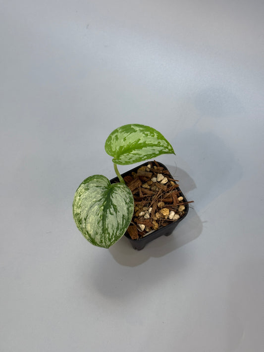 スキンダプサス ピースン アルボ  / Scindapsus peasun albo (2)