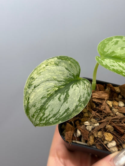 スキンダプサス ピースン アルボ  / Scindapsus peasun albo (2)