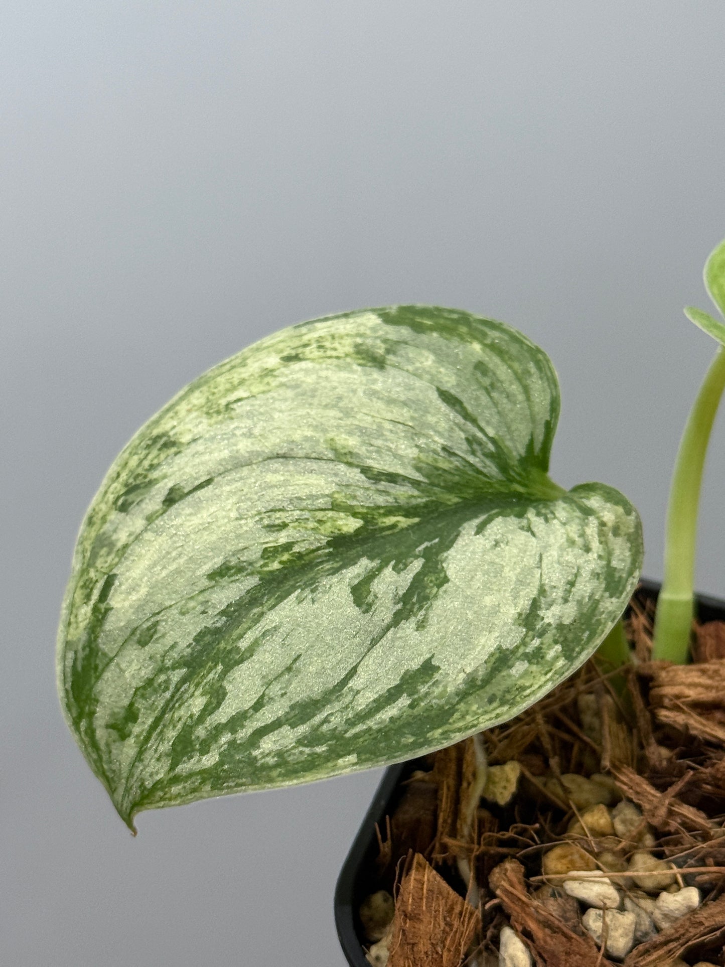 スキンダプサス ピースン アルボ  / Scindapsus peasun albo (2)