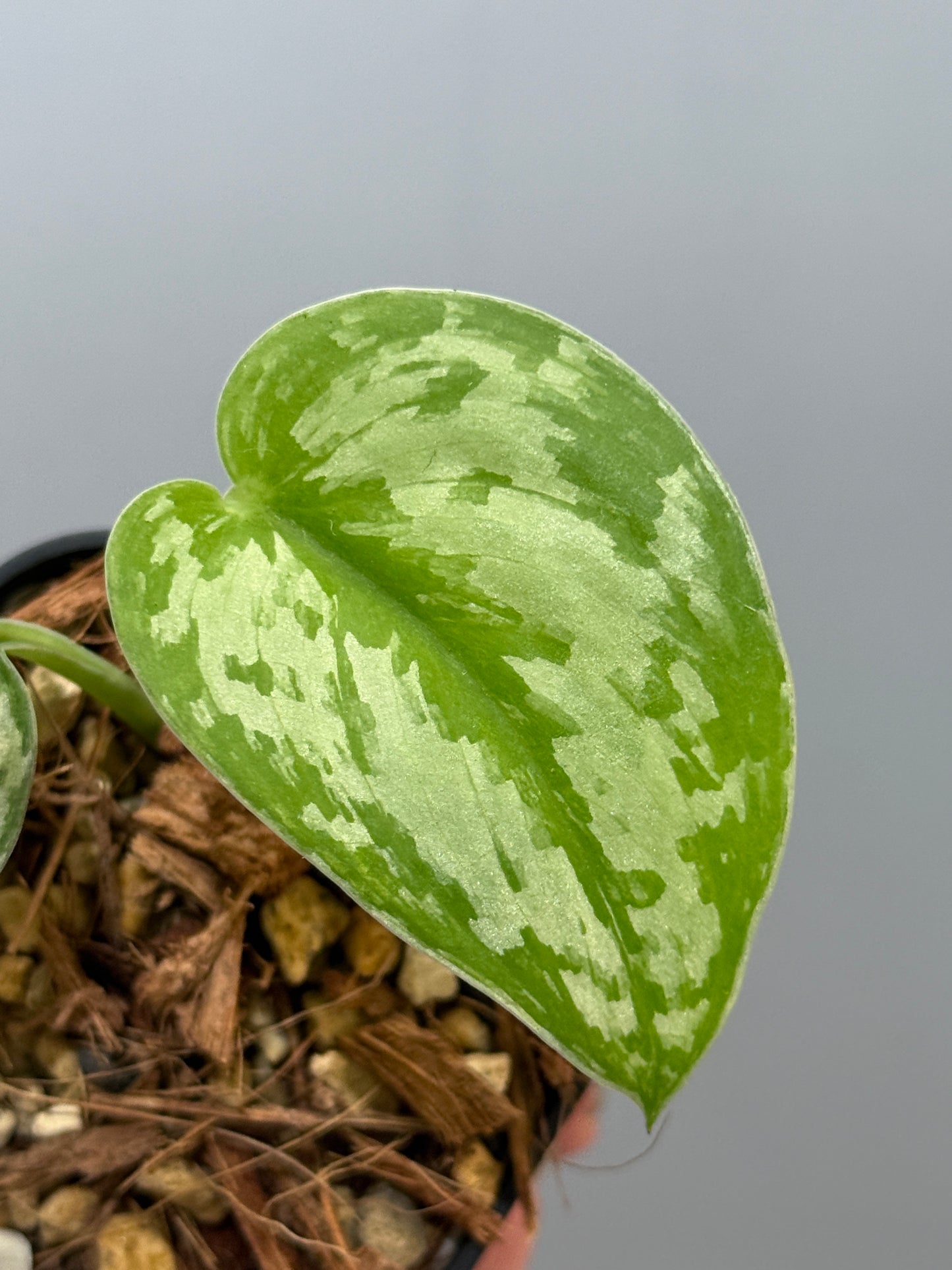 スキンダプサス ピースン アルボ  / Scindapsus peasun albo (2)