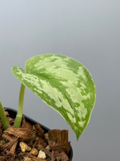 スキンダプサス ピースン アルボ  / Scindapsus peasun albo (2)