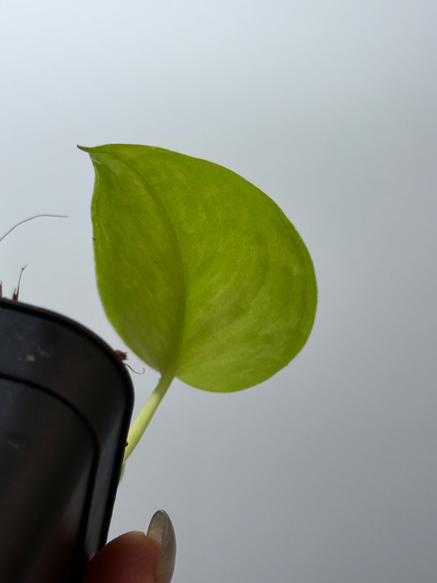 スキンダプサス ピースン アルボ  / Scindapsus peasun albo (2)