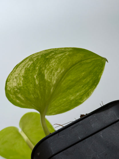 スキンダプサス ピースン アルボ  / Scindapsus peasun albo (2)