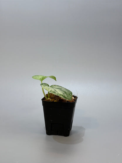 スキンダプサス ピースン アルボ  / Scindapsus peasun albo (2)