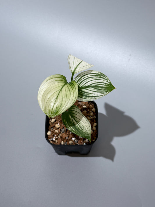 スキンダプサス ホワイトモンスター / Scindapsus whitemonster (1)