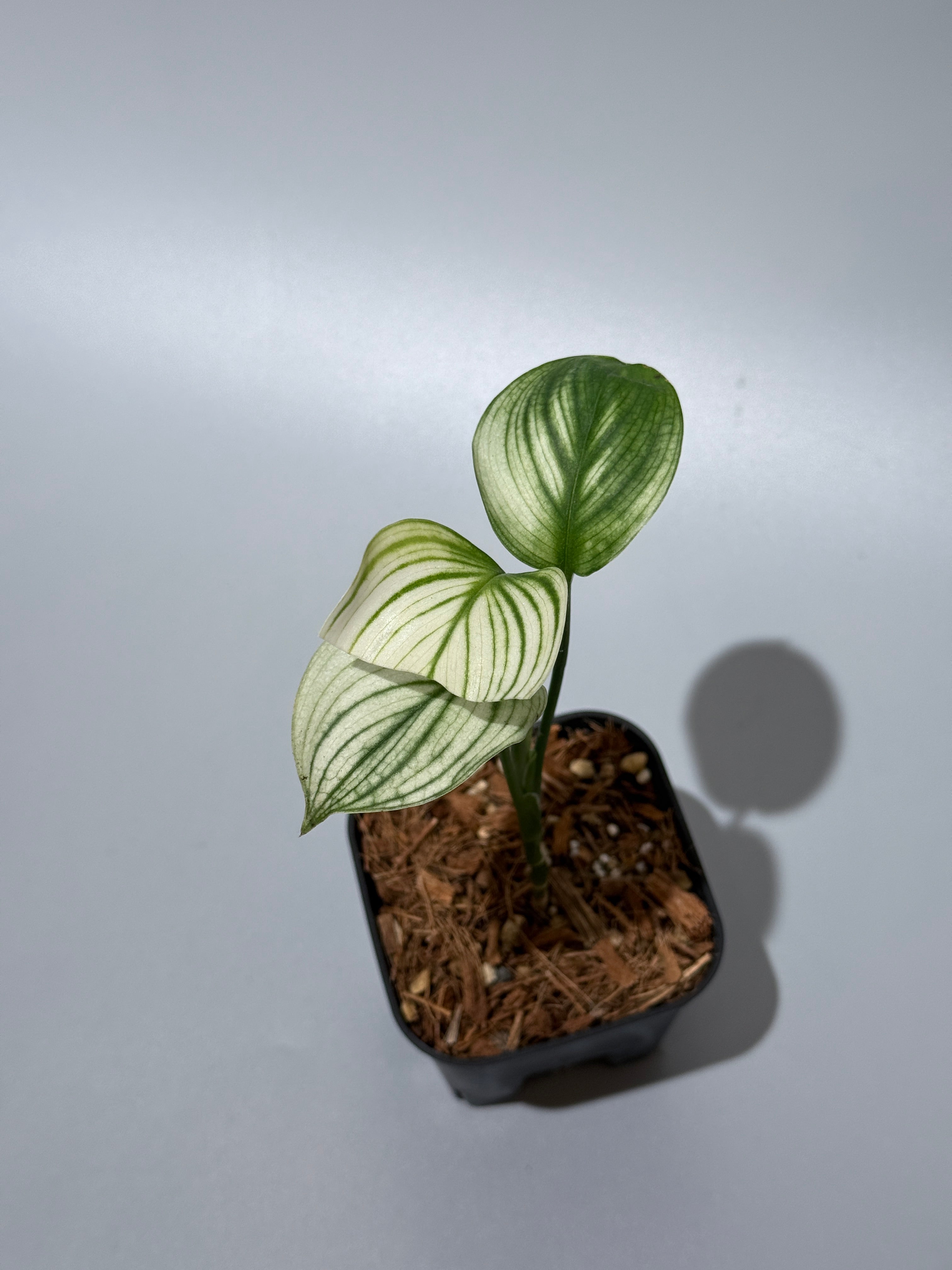 All Plants – Nakayama-Plants